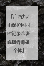 广西九万山保护区同时记录金斑喙凤蝶雌雄个体